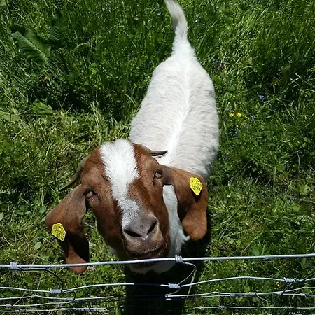 Lischenhof 에르발트